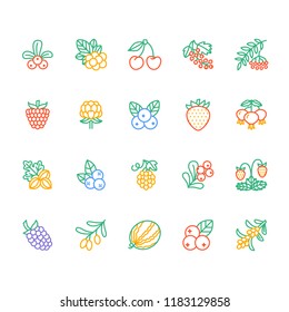 Forest berries colored flat line icons - blueberry, cranberry, raspberry, strawberry, cherry, rowan berry blackberry. Watermelon, grapes, olives illustrations for natiral food store.