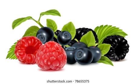 Forest berries. Photo-realistic vector illustration.