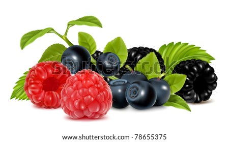 Forest berries. Photo-realistic vector illustration.
