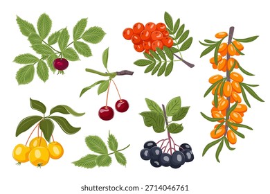 Conjunto de bayas del bosque. Cereza, cuerno, espino cerval de mar, manzana de cangrejo, chokeberry, rosa mosqueta aislado sobre fondo blanco. Ilustración de alimentos orgánicos para el embalaje y la etiqueta del producto. 