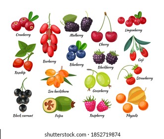 Forest berry and fruit plant. Juicy fresh berries barberry, lingonberry, blueberry, cherry, blackberry, strawberry, cranberry, currant, gooseberry, raspberry, physalis, feijoa, rosehip, goji vector