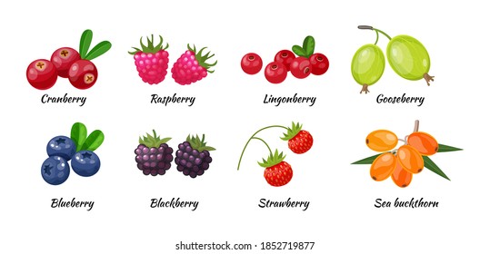 Forest berry and fruit plant. Juicy fresh berries cranberry, raspberry, gooseberry, lingonberry, blueberry, blackberry, strawberry, sea buckthorn cartoon vector