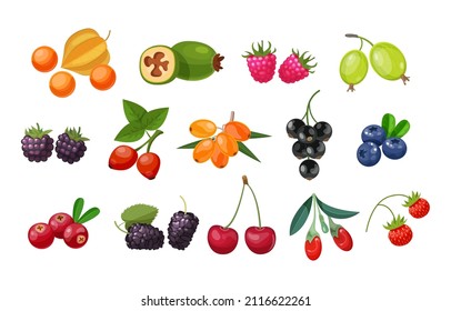 Forest berry and fruit plant. Juicy fresh berries barberry, lingonberry, blueberry, cherry, blackberry, strawberry, cranberry, currant, gooseberry, raspberry, physalis, feijoa, rosehip, goji vector