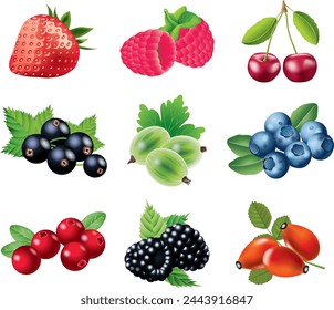 Forest berry. Sweet fruit. Realistic illustration. 3d vector icon set