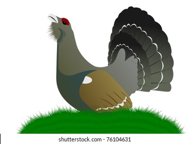 Forest bird. Black grouse sitting on green grass.