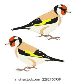 Forest bird goldfinch flat with shadows realistic on white background