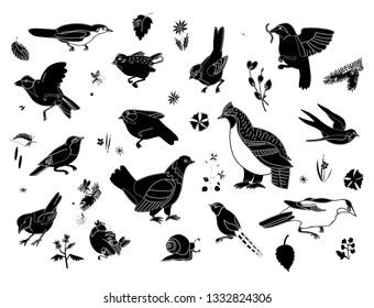 forest birds black grouse