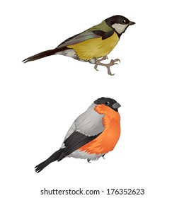 forest birds. bullfinch. vector illustration