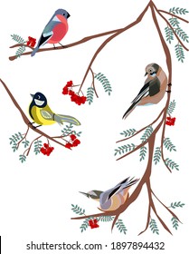 Forest birds on rowan branches