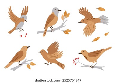 Forest birds vector illustration. Set of birds in different poses - bird is flying, siting on branch. Vector cute animals on white background.