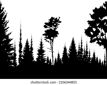 Forest black and white landscape. Black shadows from spruce, pine and fir trees. Monochrome composition of the forest. For wallpaper, background, postcards.