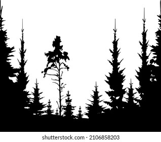 Forest black and white landscape. Black shadows from spruce, pine and fir trees. Monochrome composition of the forest. For wallpaper, background, postcards.