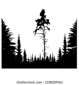 El paisaje de los bosques en blanco y negro. Sombras negras de abetos, pinos y abetos. Composición monocroma del bosque. Para fondo de pantalla, fondo, postales.
