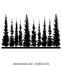 Forest black and white landscape. Black shadows from spruce, pine and fir trees. Monochrome composition of the forest. For wallpaper, background, postcards.