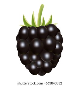 Forest blackberries, isolated on white, vector illustration