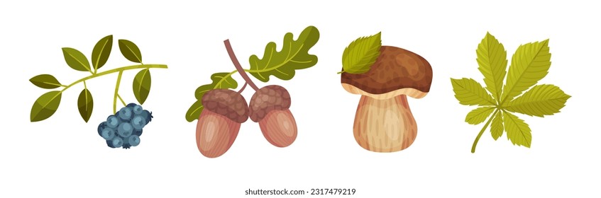 Forest Botany Element with Berry Twig, Acorn and Mushroom Vector Set