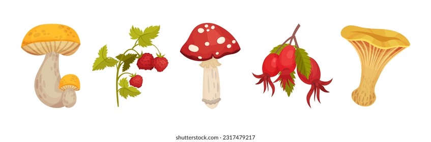Forest Botany Element with Mushroom, Wild Strawberry and Hawthorn Vector Set