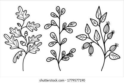 Forest branches with leaves and fruits. Isolated on a white background. Linear hand drawn for vintage and romantic design. Vector illustration