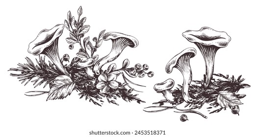 Forest chanterelle mushrooms with blueberry bushes, moss and autumn leaves. Graphic line art illustration hand drawn in black ink. Set of composition EPS vector.