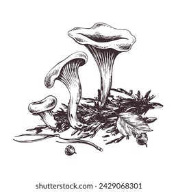 Wald Pfifferlinge Pilze, Moos und Herbstblätter. Grafische botanische Illustration handgezeichnet in brauner Tinte. Für Rezepte, Verpackung, Herbstfest, Ernte. Isolierte Zusammensetzung