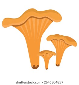 Forest chanterelle mushrooms, orange edible vector illustration of mushrooms of different sizes on a white background. Hand-drawn botanical drawing in vector.