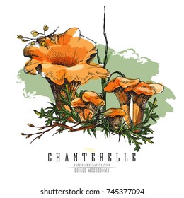 Forest chanterelles at undergrowth vector color illustration in sketch and watercolor imitation style. All element isolated.