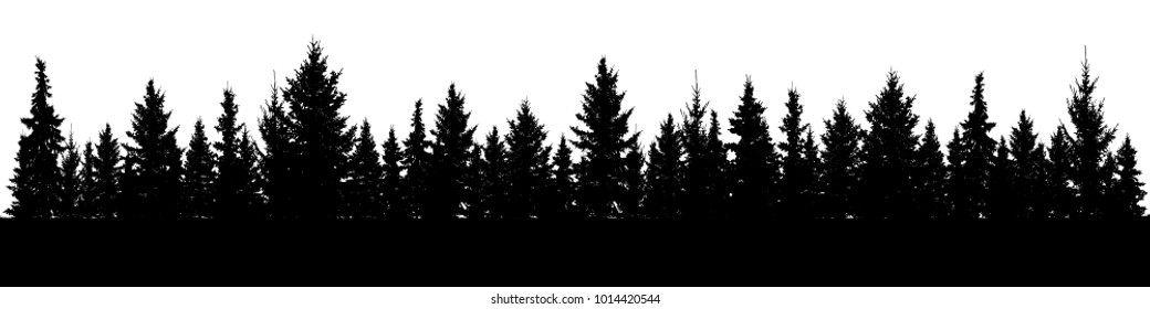 Forest of Christmas fir trees silhouette. Coniferous spruce panorama. Park of evergreen wood. Vector on white background