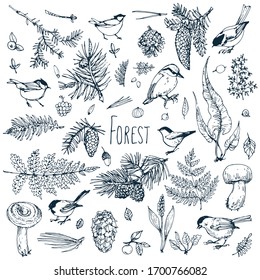 Forest collection set. Leaves, branches, plants, birds, berries, mushrooms . Hand drawn ink etching, black and white line art doodle sketch, stock vector illustration.