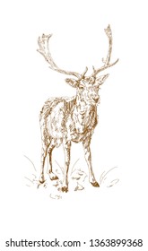 Forest deer with branchy horns in sketch style. Hand drawn minimalism style.