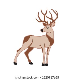 Forest deer on a white background. Vector illustration.