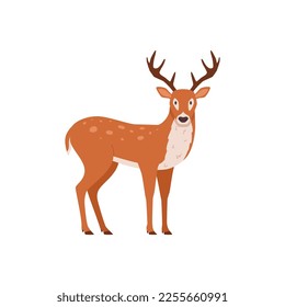 Forest deer or reindeer wild animal, flat vector illustration isolated on white background. Buck deer with branched bony antlers or horns for prints and decor.