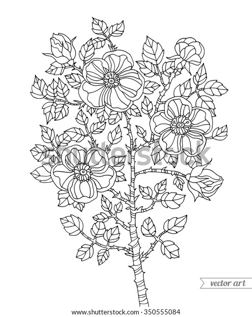 81 Art Botany Coloring Book Free Images