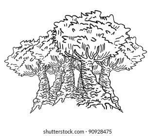 Forest draw