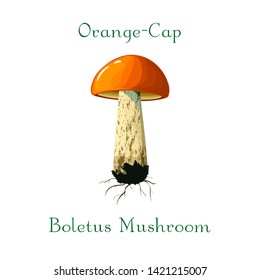 Forest edible mushroom. orange-cap boletus illustration. hand drawn orange-cap boletus isolated on white background. orange mushroom. Great for menu, label, product packaging, recipe.