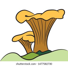 forest edible mushroom red chanterelle
