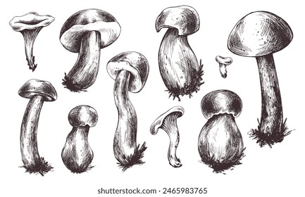 Forest edible mushrooms boletus and chanterelles. Graphic illustration, hand drawn with brown ink, line art monochrome. Set of elements on the theme of forest, harvest, nature.