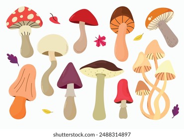 Forest edible and poisonous mushrooms set. autumn plants, vegetarian food, champignons, porcini mushroom, fly agarics, honey mushrooms and autumn leaves