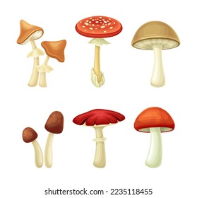 Forest edible and poisonous mushrooms types set vector illustration