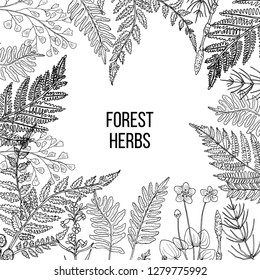 Forest ferns and herbs set. Hand drawn vector botanical illustration
