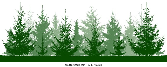 Forest fir trees silhouette. Christmas tree. Coniferous green spruce. Vector on white background, isolated objects