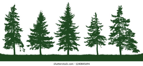 Forest fir trees silhouette. Christmas tree. Coniferous green spruce. Vector on white background, isolated objects. Parkland, park, garden