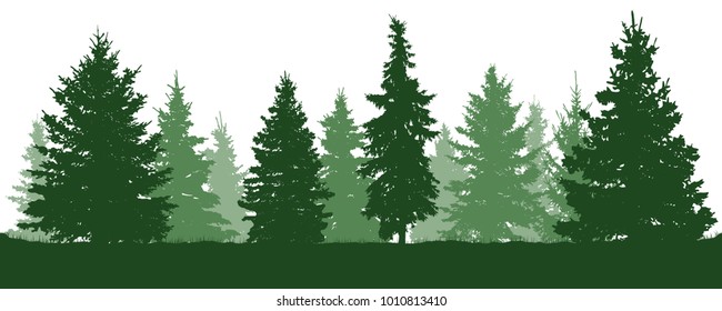 Forest Fir Trees Silhouette. Coniferous Green Spruce. Vector On White Background