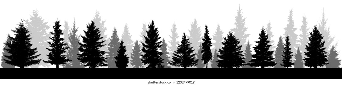 Forest fir trees silhouette. Coniferous spruce. Isolated on white background