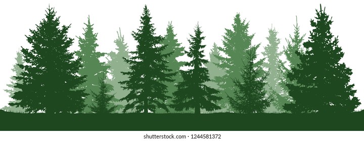 Forest fir trees silhouette. Coniferous green spruce. Christmas tree. Vector illustration on white background