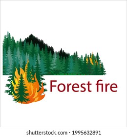 Forest fire.
Burning forest spruce on fire. Disaster. Caution with forest fires. The trees are on fire.