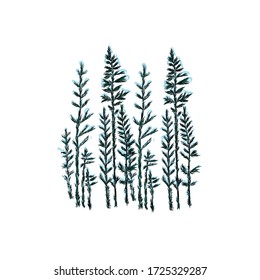 Forest of firs. Coniferous trees. 