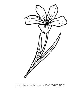 Forest flower with leaves, sketch in black and white ink. Vector botanical illustration. A pattern of wildflowers and buds, isolated on white background. Floral design for banners, packaging, printing