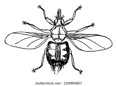 Forest Fly es también conocida como garrapata de aves y es un ectoparásito de alimentación sanguínea de la línea vintage de los caballos, dibujando o grabando ilustraciones.
