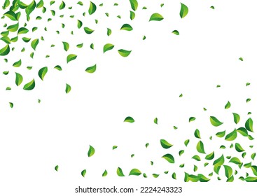 Forest Foliage Abstract Vector White Background. Organic Greens Border. Green Leaf Falling Plant. Leaves Nature Design.