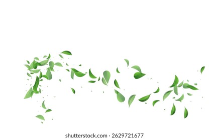 Forest Foliage Abstract Vector White Background Concept. Herbal Greens Border. Olive Leaves Fly Banner. Leaf Fresh Design.